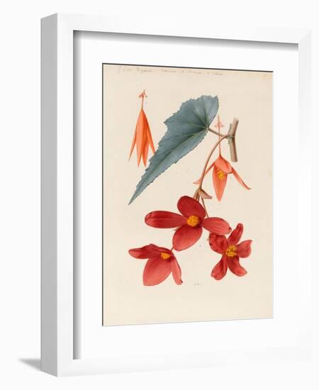 Analytical Drawing of a Flower, Leaves and a Section of Branch (W/C and Bodycolour on Card)-Alfred Riocreux-Framed Giclee Print