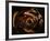 Anamorphosis of Rubens-Domenico Piola I-Framed Giclee Print