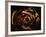 Anamorphosis of Rubens-Domenico Piola I-Framed Giclee Print