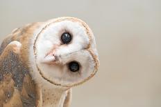 Common Barn Owl ( Tyto Albahead ) Head close Up-Anan Kaewkhammul-Photographic Print