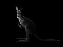 Kangaroo Standing in the Dark with Spotlight-Anan Kaewkhammul-Photographic Print