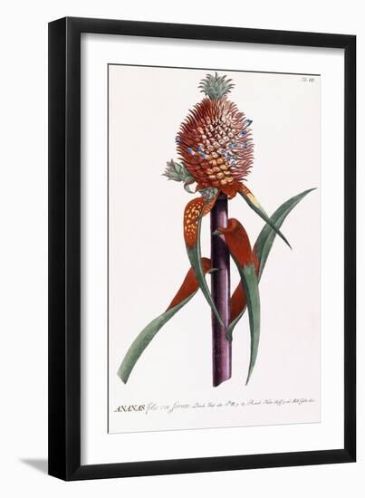 Ananas-Georg Dionysius Ehret-Framed Giclee Print