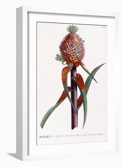 Ananas-Georg Dionysius Ehret-Framed Giclee Print