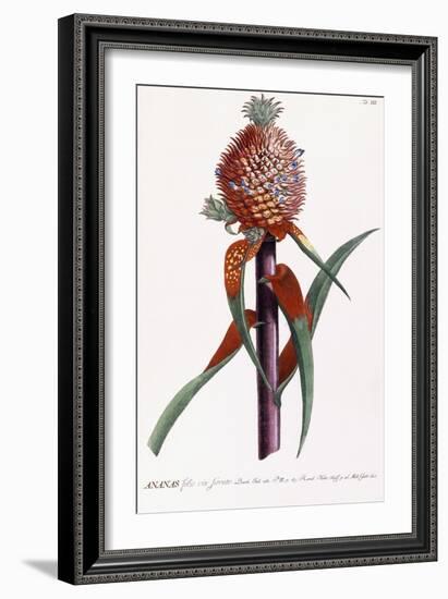 Ananas-Georg Dionysius Ehret-Framed Giclee Print