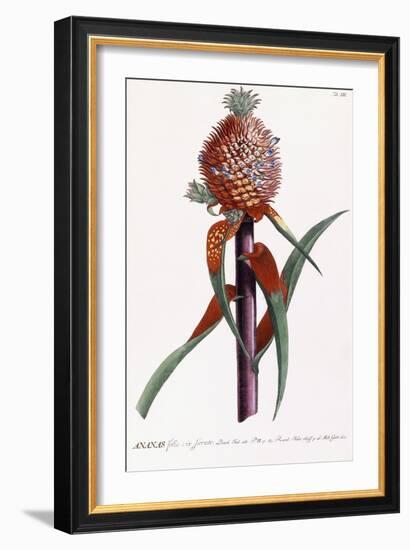 Ananas-Georg Dionysius Ehret-Framed Giclee Print