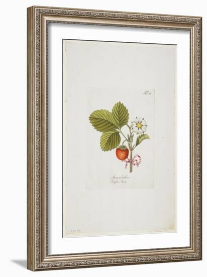 Ananaserobeer from 'Pomona Austriaca, Ou Arbres Fruitiers D'Autriche', 1787-96-Johann Kraft-Framed Giclee Print