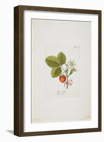 Ananaserobeer from 'Pomona Austriaca, Ou Arbres Fruitiers D'Autriche', 1787-96-Johann Kraft-Framed Giclee Print