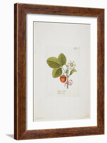 Ananaserobeer from 'Pomona Austriaca, Ou Arbres Fruitiers D'Autriche', 1787-96-Johann Kraft-Framed Giclee Print