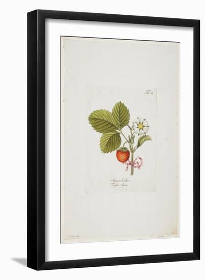 Ananaserobeer from 'Pomona Austriaca, Ou Arbres Fruitiers D'Autriche', 1787-96-Johann Kraft-Framed Giclee Print