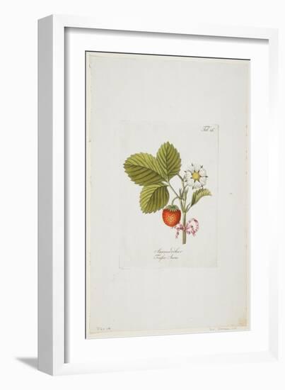 Ananaserobeer from 'Pomona Austriaca, Ou Arbres Fruitiers D'Autriche', 1787-96-Johann Kraft-Framed Giclee Print