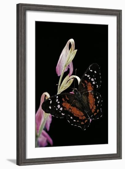 Anartia Amathea (Brown Peacock, Scarlet Peacock)-Paul Starosta-Framed Photographic Print