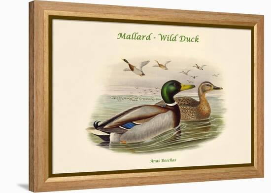 Anas Boschas - Mallard - Wild Duck-John Gould-Framed Stretched Canvas