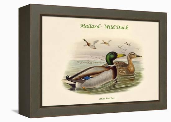 Anas Boschas - Mallard - Wild Duck-John Gould-Framed Stretched Canvas