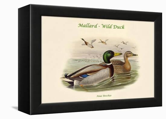 Anas Boschas - Mallard - Wild Duck-John Gould-Framed Stretched Canvas