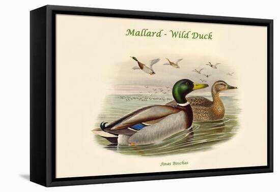 Anas Boschas - Mallard - Wild Duck-John Gould-Framed Stretched Canvas