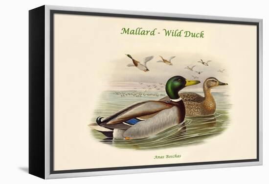 Anas Boschas - Mallard - Wild Duck-John Gould-Framed Stretched Canvas