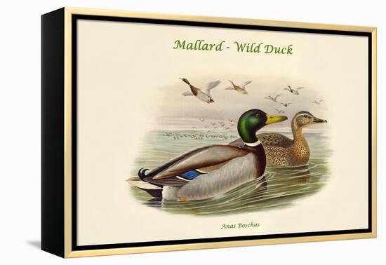 Anas Boschas - Mallard - Wild Duck-John Gould-Framed Stretched Canvas