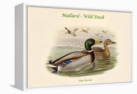 Anas Boschas - Mallard - Wild Duck-John Gould-Framed Stretched Canvas