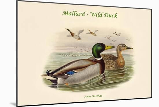 Anas Boschas - Mallard - Wild Duck-John Gould-Mounted Art Print