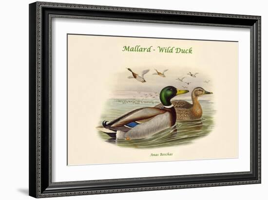 Anas Boschas - Mallard - Wild Duck-John Gould-Framed Art Print