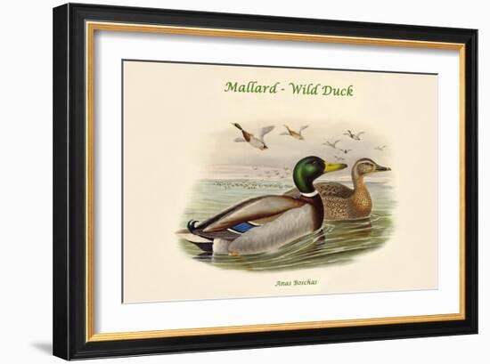 Anas Boschas - Mallard - Wild Duck-John Gould-Framed Art Print