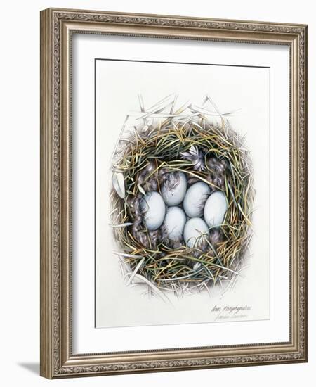 Anas Platyrhynchos (Mallard), 2000-Sandra Lawrence-Framed Giclee Print