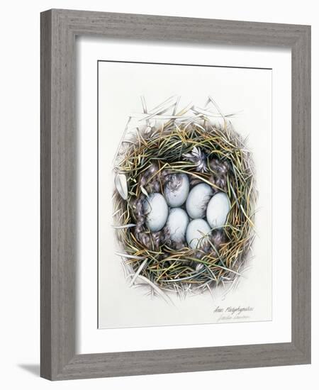 Anas Platyrhynchos (Mallard), 2000-Sandra Lawrence-Framed Giclee Print