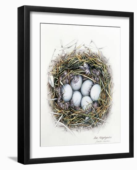 Anas Platyrhynchos (Mallard), 2000-Sandra Lawrence-Framed Giclee Print