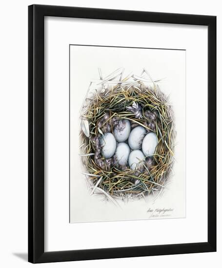 Anas Platyrhynchos (Mallard), 2000-Sandra Lawrence-Framed Giclee Print