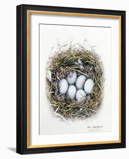 Anas Platyrhynchos (Mallard), 2000-Sandra Lawrence-Framed Giclee Print