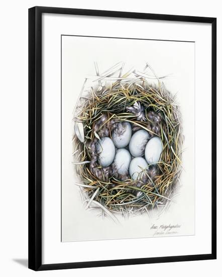 Anas Platyrhynchos (Mallard), 2000-Sandra Lawrence-Framed Giclee Print