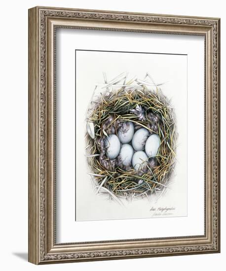 Anas Platyrhynchos (Mallard), 2000-Sandra Lawrence-Framed Giclee Print