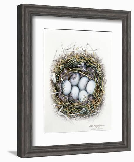 Anas Platyrhynchos (Mallard), 2000-Sandra Lawrence-Framed Giclee Print