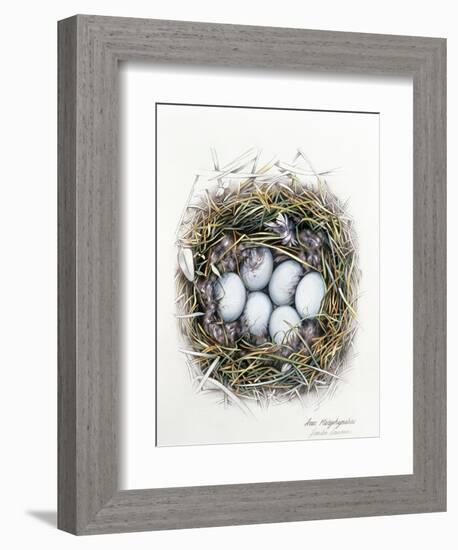 Anas Platyrhynchos (Mallard), 2000-Sandra Lawrence-Framed Giclee Print