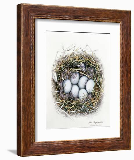 Anas Platyrhynchos (Mallard), 2000-Sandra Lawrence-Framed Giclee Print