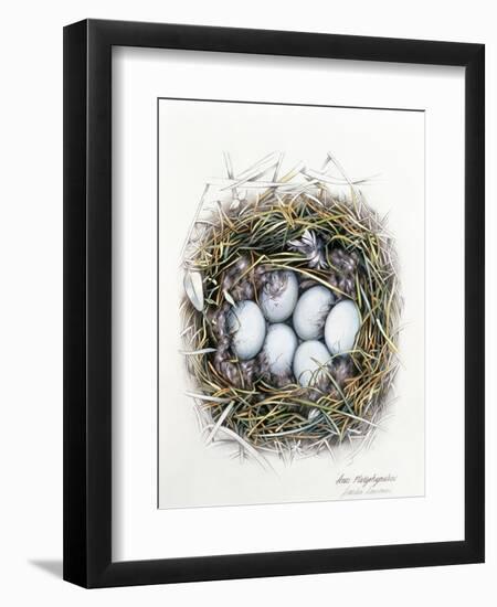 Anas Platyrhynchos (Mallard), 2000-Sandra Lawrence-Framed Giclee Print