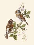 Bullfinch-Anatole Marlin-Giclee Print