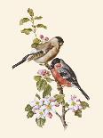Scarlet Grosbeak-Anatole Marlin-Giclee Print