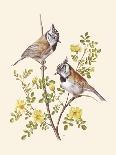 Eastern Olivaceous and Icterine Warblers-Anatole Marlin-Mounted Giclee Print