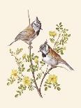 Eastern Olivaceous and Icterine Warblers-Anatole Marlin-Framed Giclee Print