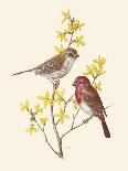 Eastern Olivaceous and Icterine Warblers-Anatole Marlin-Framed Giclee Print