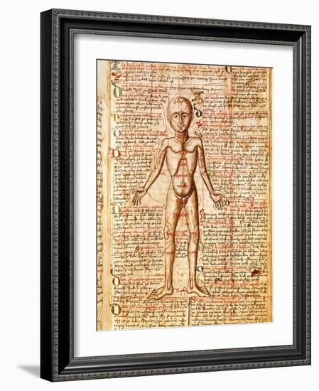Anatomical Chart of Human Body, Tractatabus de Pestilentia, 15th century Manuscript by M. Albik-null-Framed Giclee Print
