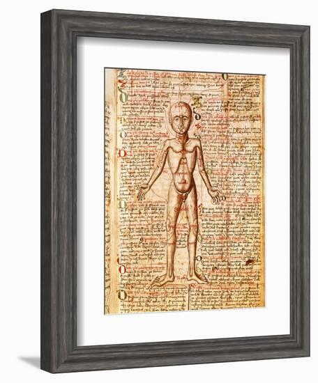 Anatomical Chart of Human Body, Tractatabus de Pestilentia, 15th century Manuscript by M. Albik-null-Framed Giclee Print