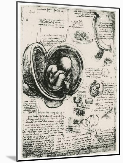 Anatomical Sketch of a Human Foetus in the Womb, C1510-Leonardo da Vinci-Mounted Giclee Print