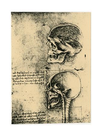 Anatomical Sketch Two Studies Of A Human Skull C1489 Giclee Print Leonardo Da Vinci Art Com