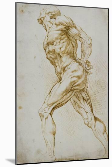 Anatomical Study: a Nude Striding to the Right His Hands Behind His Back-Peter Paul Rubens-Mounted Giclee Print