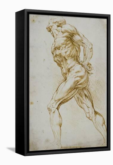 Anatomical Study: a Nude Striding to the Right His Hands Behind His Back-Peter Paul Rubens-Framed Premier Image Canvas