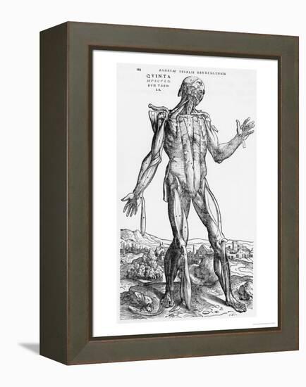 Anatomical Study, Illustration from "De Humani Corporis Fabrica", 1543-Andreas Vesalius-Framed Premier Image Canvas