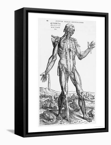 Anatomical Study, Illustration from "De Humani Corporis Fabrica", 1543-Andreas Vesalius-Framed Premier Image Canvas