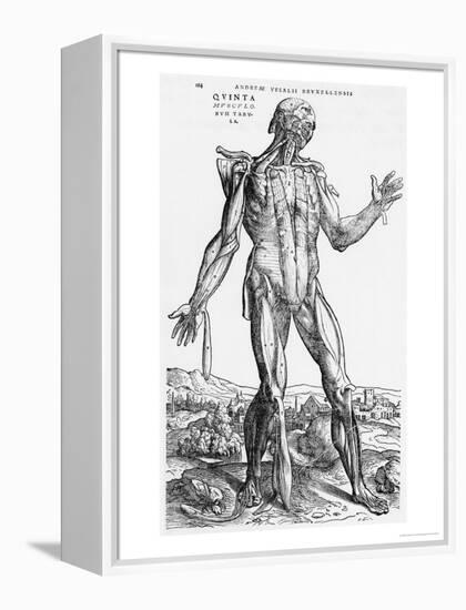 Anatomical Study, Illustration from "De Humani Corporis Fabrica", 1543-Andreas Vesalius-Framed Premier Image Canvas